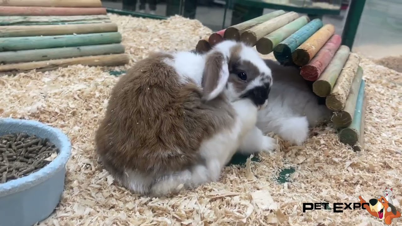 rabbit pet supermarket