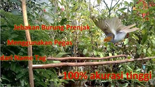 Jebakan Burung Prenjak aman tanpa pulut |  Jebakan  burung Kecil Berbagai Jenis  100% akurat