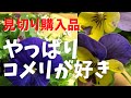 【コメリ】またしても買ってしまった【見切り品】