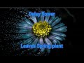 Daisy flower | Leaves Spring plant | Everlasting Colourful Moments