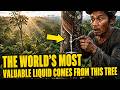 Satisfying Natural Rubber Production Process! The Largest Rubber Farm in Asia!