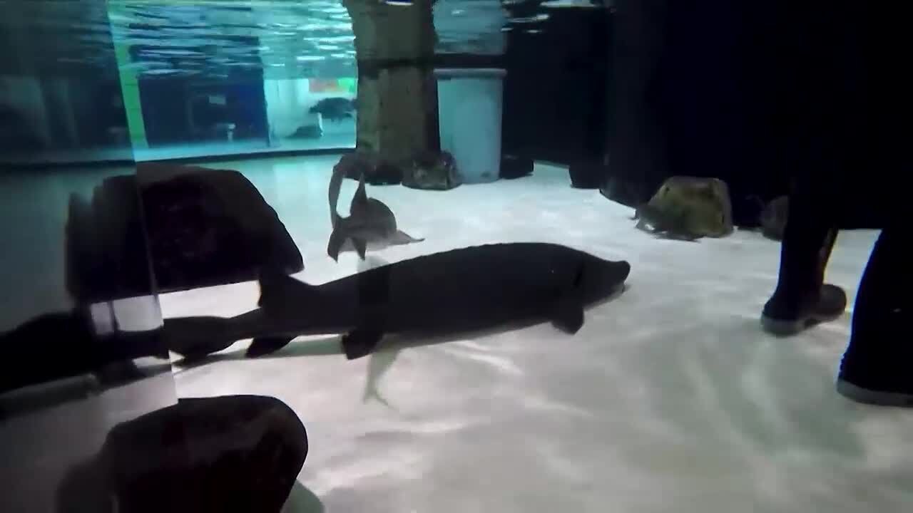 Ryan feeds the sturgeon at Duluth’s Great Lakes Aquarium