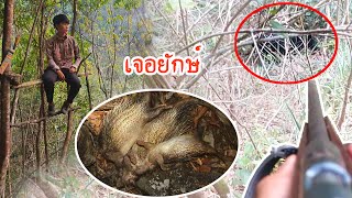 [ entering the forest ] ขึ้นเขาไปเฝ่าถ้ำหอนแต่เจอหมีตัวยักษ์ | mus zov qov nploos ntsib dais