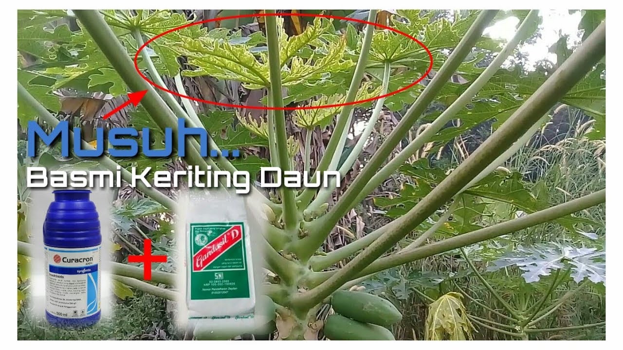 Pucuk Daun Pepaya Keriting Basmi Trip Daun Pepaya Youtube