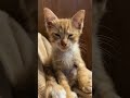 Sleepy cat