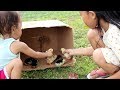 Horeee Anak Ayam Shinta Baru Menetas Lucu dan Imut - Our Chickens Are Hatching