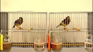 American Singer Canary -12