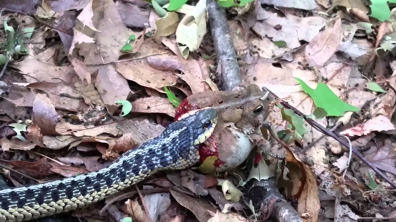 Garter Snake Eats A Fowler Toad Youtube