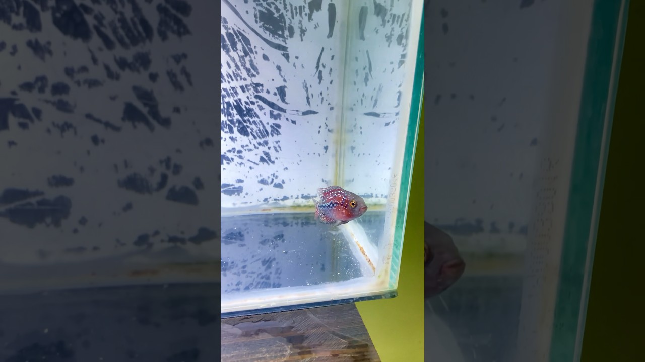 Arjuna , our red base f2 king kamfa flowerhorn baby  