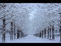 雪の降らない街で