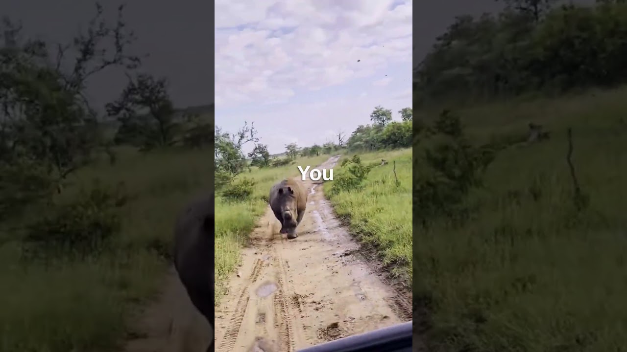 🦏🌿🔍 Discover the most amazing 🦏 Rhino Facts 🌿🔍