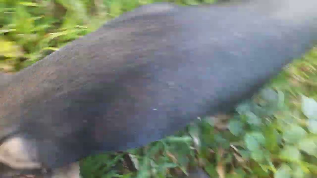 panibagong biyaya kay kabubog#farmlife #nativepigfarming