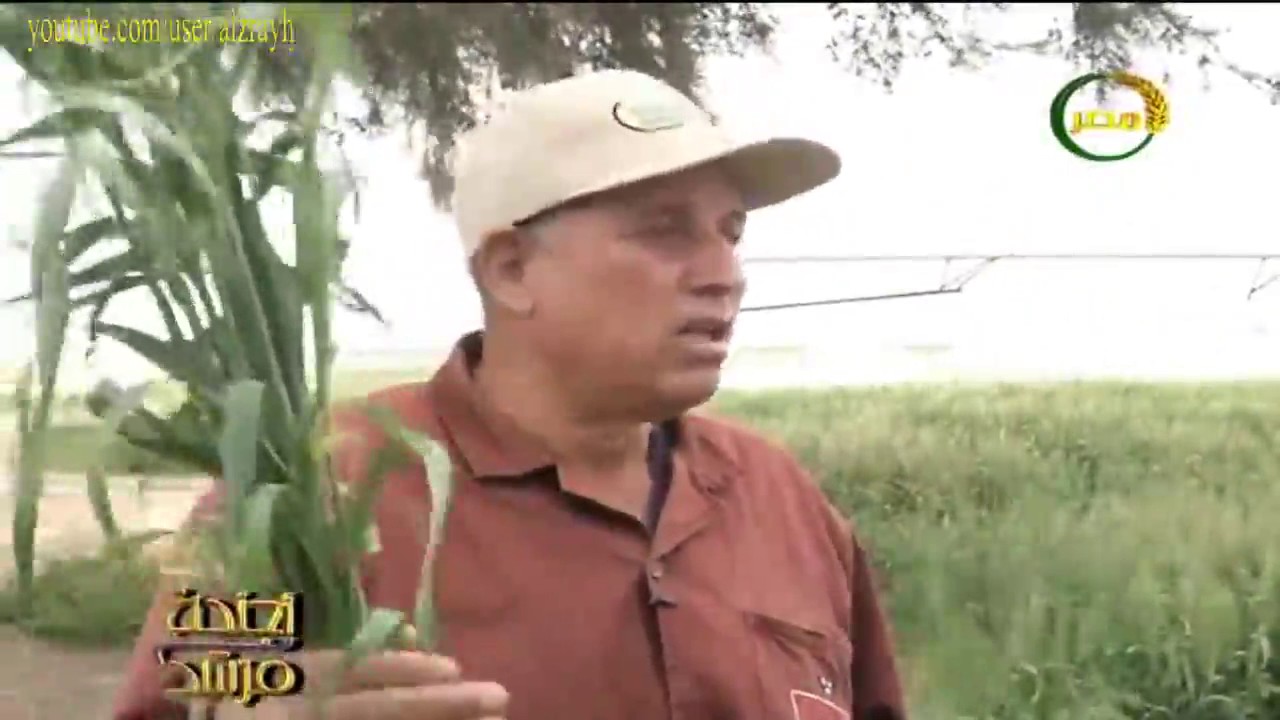 زراعة القمح تحت الري المحوري كيفية تجهيز الارض والصنف والمعاملات الزراعية