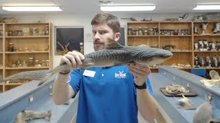NOAA Live! Webinar 17:  Sharks Make Sense