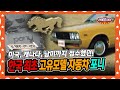 [라떼말이야] 70년대 미국, 캐나다, 남미까지 접수했던🚗 한국 최초 고유모델 자동차, 포니🐎 #라떼말이야 #MSG (MBC 141102 방송)