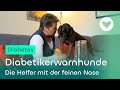 Diabetikerwarnhunde - Die Helfer mit der feinen Nase