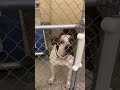 Animals up for adoption at Baltimore County Animal Services