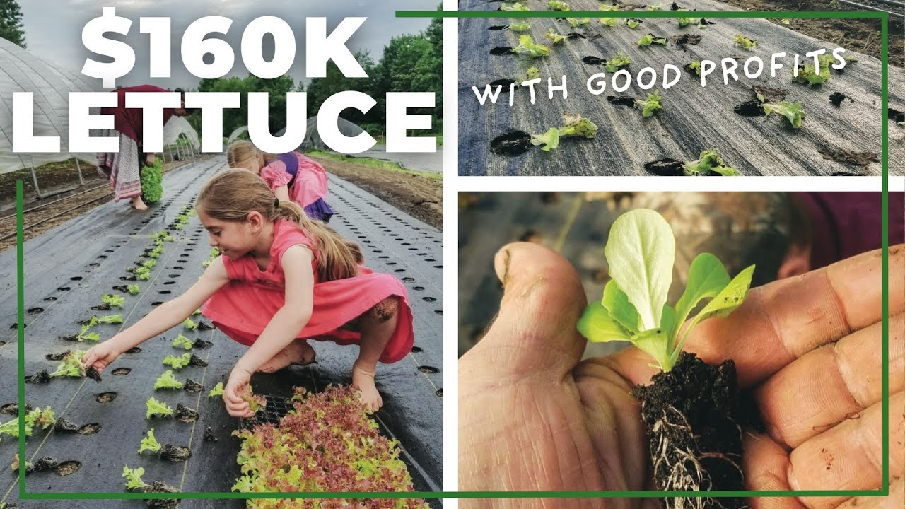 7 Steps to $160,000 From Growing Lettuce (75% Profit Margins) - YouTube