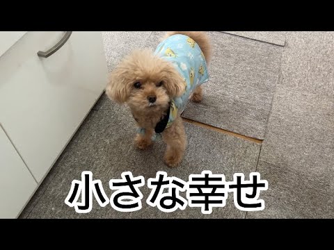 アパート暮らしの共働き!ボーナスの恩恵 トイプードル/パート主婦