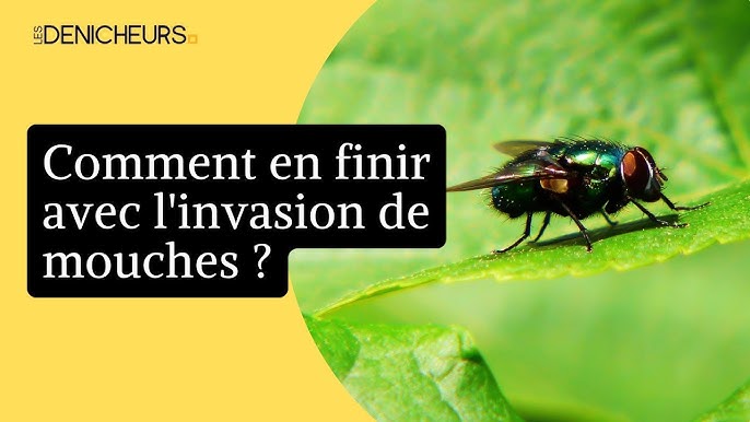 Comment chasser les mouches de la maison de manière naturelle ?