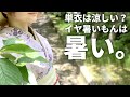 単衣のポリエステル着物｜対策しても結局暑い！5月の散歩。