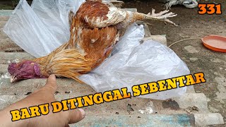 WHY CHICKENS DIE SUDDENLY WHEN LET OUT