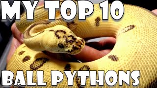 TOP 10 BALL PYTHONS  IN MY COLLECTION