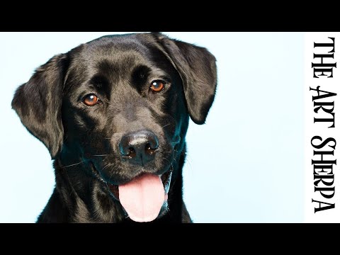 REALISTIC BLACK DOG  Beginners Learn to paint Acrylic Tutorial Step by Step BAQ21