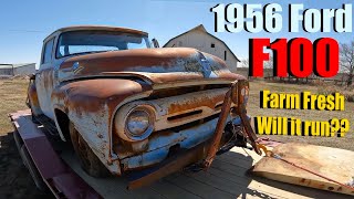 We rescued a 1956 Ford F100 straight off a Kansas ranch! Will it run again?