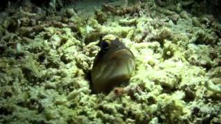 Male Yellowbarred Jawfish - Hatching