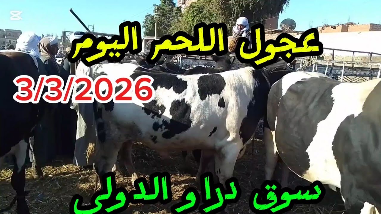 #اسعارعجول اللحم داخل سوق دراو ٣/٣/٢٠٢٦