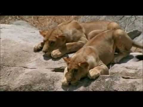 Viewer Amazing البقاء للأقوى الأسود 