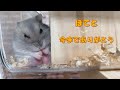 この子は逝ってしまいました【ハムスター】