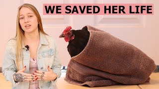 Egg Bound Hen  How to Help Egg Bound Chicken