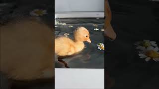 Водные процедуры #утята #плавать #animals #fun