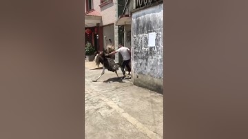 THIS man survived an attack by an OSTRICH #shockingdetails #animal #beware #ostrichattack #dangerous