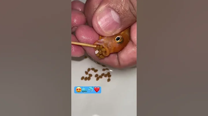 Orange cichlid fish giving birth 🐳❤️👍🐳 #fish #fishing - DayDayNews