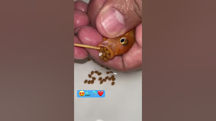 Orange cichlid fish giving birth 🐳❤️👍🐳 #fish #fishing