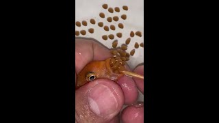 Orange cichlid fish giving birth 🐳❤️👍🐳 #fish #fishing screenshot 4