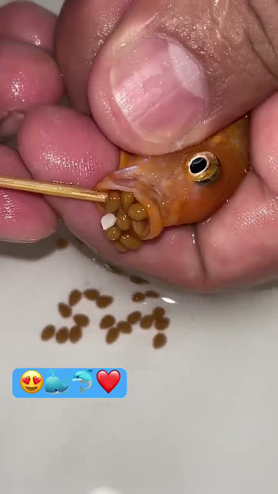 Orange cichlid fish giving birth 🐳❤️👍🐳 #fish #fishing
