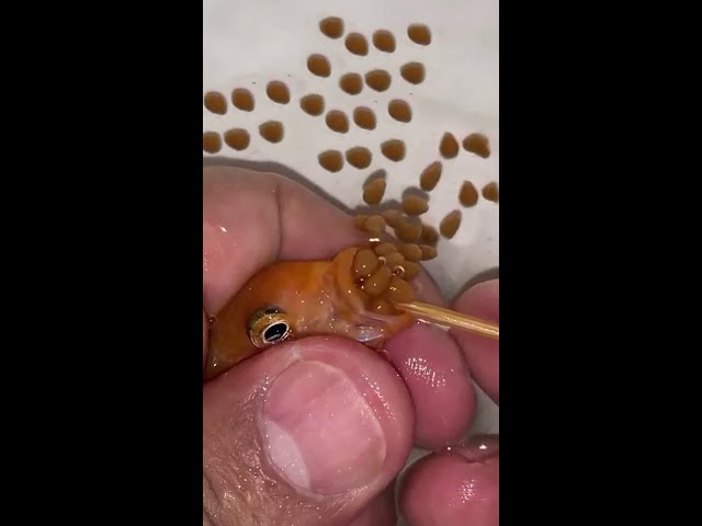 Orange cichlid fish giving birth 🐳❤️👍🐳 #fish #fishing class=