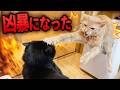 【悲報】シンバが凶暴になりました。。。