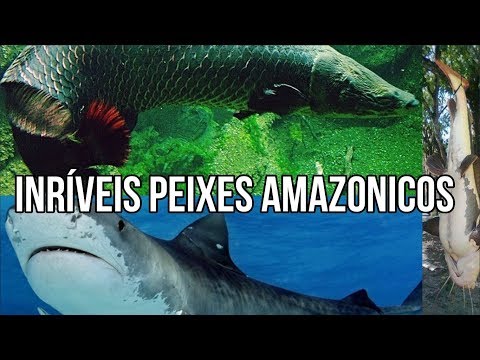 Vídeo: Peixe de rio da Rússia: lista e descrição das espécies