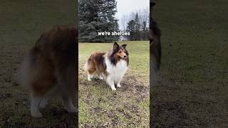 Just Sheltie Things  #dog #shetlandsheepdog #sheltie #shorts