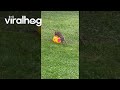 Bunny Plays With Ball || ViralHog