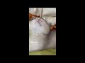 2 month old kitten cat Pepper sleeping compilation