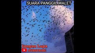 Suara Panggil Walet 30 Menit, Cocok Untuk RBW Baru.