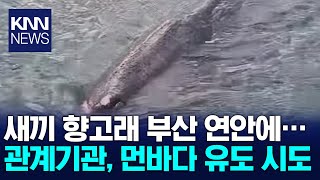 새끼 향고래 부산 연안에..먼바다 유도 시도 / KNN