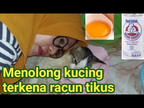 Video: Pengambilan Racun Tikus Pada Kucing