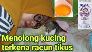 Menolong kucing terkena racun tikus//miu meow